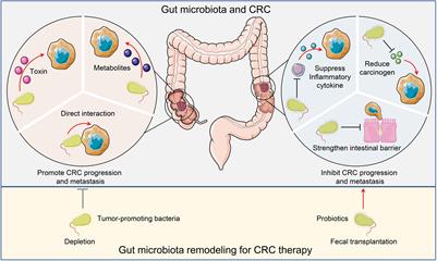 Tumor Microenvironment Shapes Colorectal Cancer Progression, Metastasis, and Treatment Responses